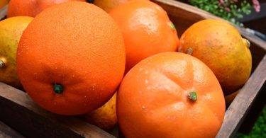 Al Het Goede van Fel Oranje Etenswaren!