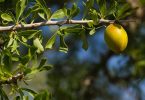 Culinaire Arganolie Voor Smakelijke Maaltijden