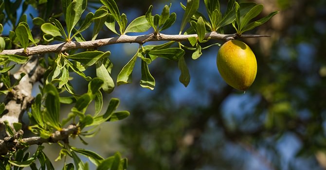 Culinaire Arganolie Voor Smakelijke Maaltijden