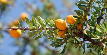 De Argan Boom En Arganolie