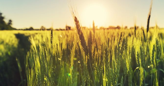 Het Wordt Tijd Om Voor Organisch te Kiezen!