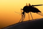 Insecten!!! Jakkieeee! Lees er Hier Meer Over