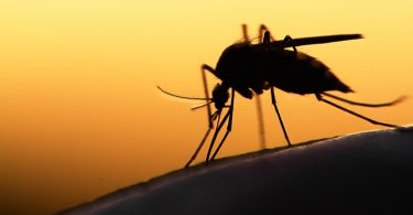 Insecten!!! Jakkieeee! Lees er Hier Meer Over
